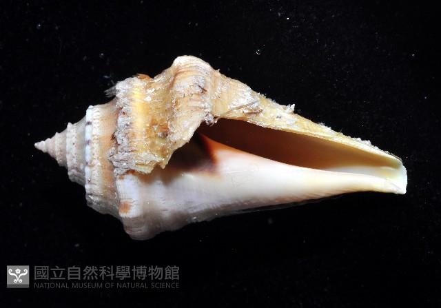 未知種蜘蛛螺藏品圖，第3張