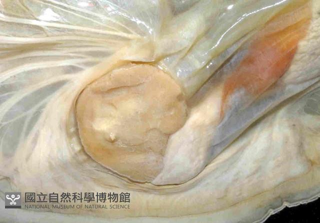 黑旗江珧蛤藏品圖，第3張