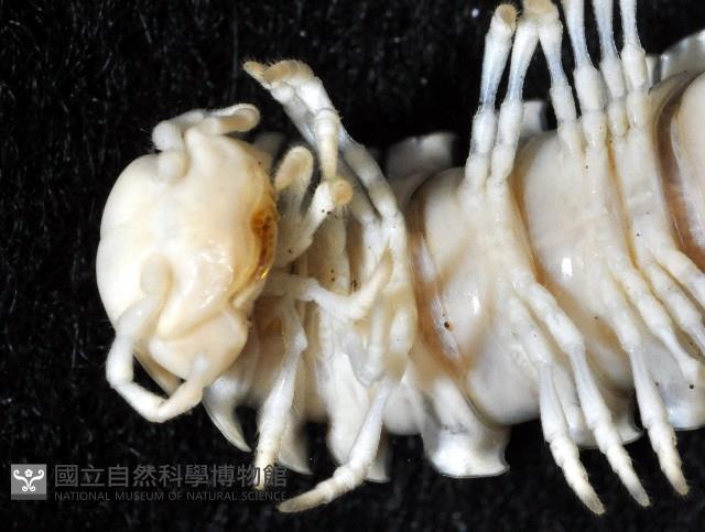 未知種琉球帶馬陸藏品圖，第3張