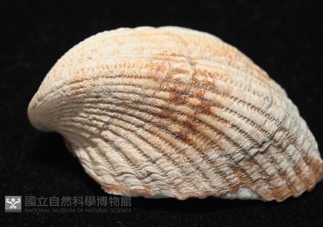 三角雞心蛤藏品圖，第3張