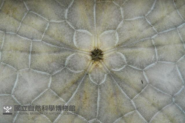裂邊毛餅海膽藏品圖，第3張