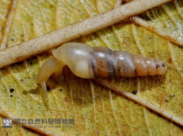 大錐蝸牛藏品圖，第3張