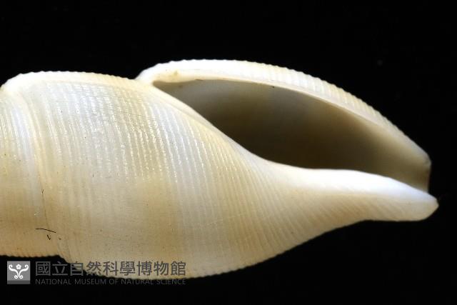 秉川布紋螺藏品圖，第3張