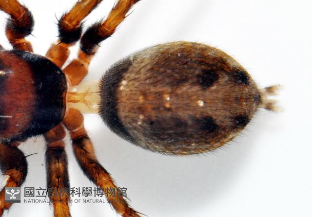 安德遜蠅虎藏品圖，第3張