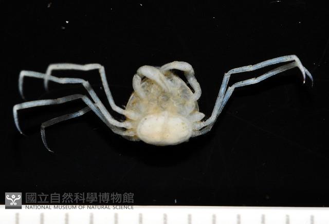 齊柏林新尖額蟹藏品圖，第3張