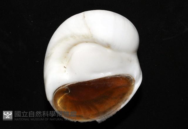 未知種無臍玉螺 1藏品圖，第3張