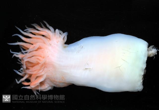 未知種海葵(海葵目)藏品圖，第3張