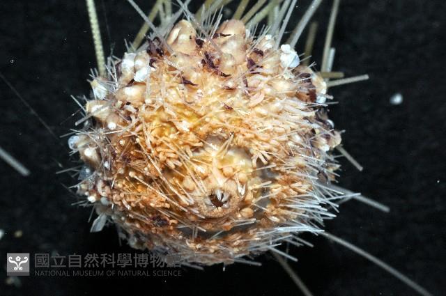 印度近冠海膽藏品圖，第3張