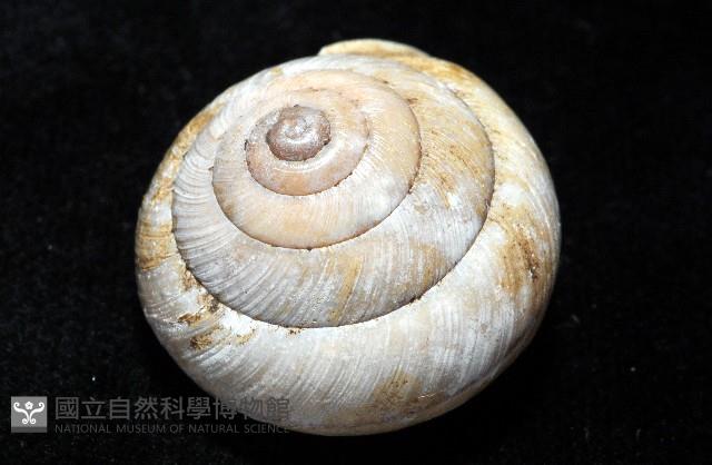 金崙栗蝸藏品圖，第3張