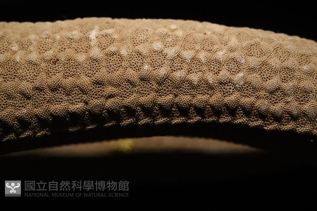 蓋丁指海星藏品圖，第3張