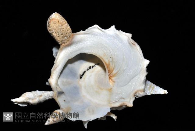 綴殼螺藏品圖，第3張