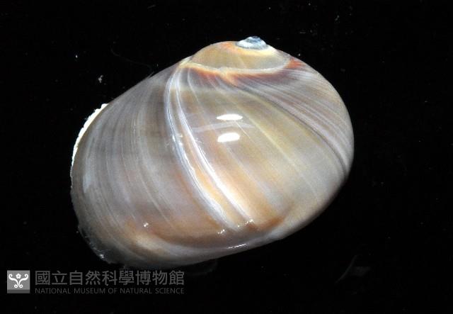 大玉螺藏品圖，第3張