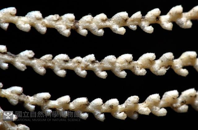未知種深海原軟珊瑚藏品圖，第3張