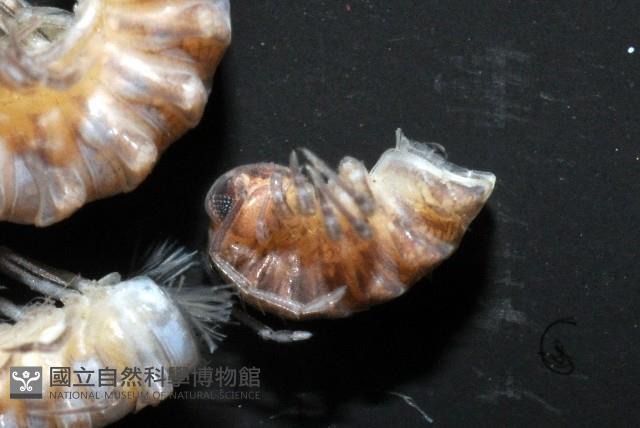 葉狀東京泡馬陸藏品圖，第3張