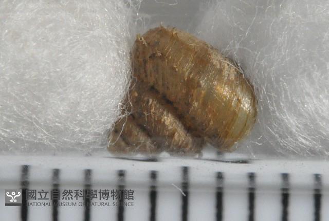 張氏東洋蝸藏品圖，第3張
