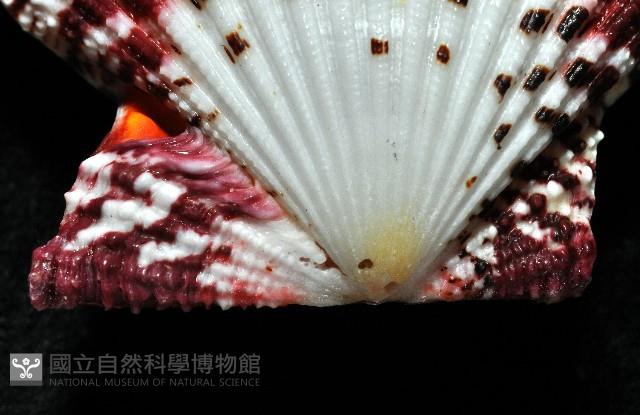 油畫海扇蛤藏品圖，第3張
