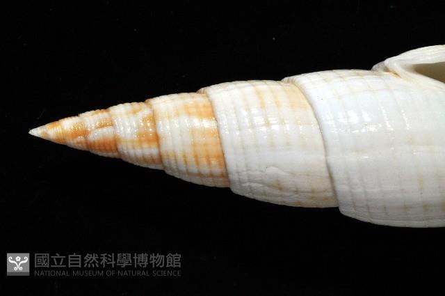 勇氣筆螺藏品圖，第3張