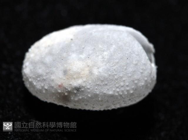 心形海壺藏品圖，第3張