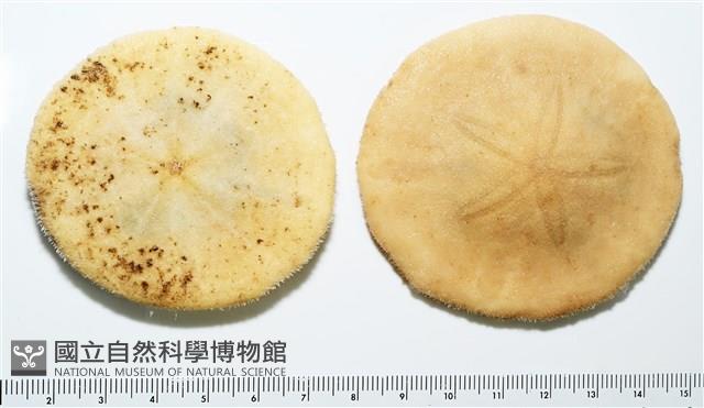 雷氏餅海膽藏品圖，第3張