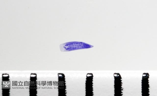 新種棘槽絛蟲藏品圖，第3張