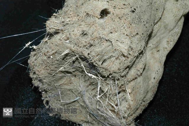 未知種棍棒海綿藏品圖，第3張