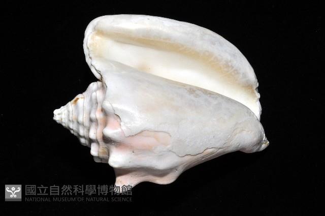 乳白鳳凰螺藏品圖，第3張