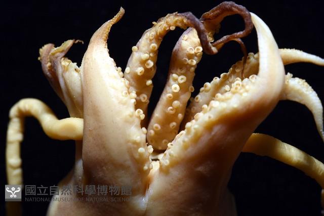 細腕(狹足)烏賊藏品圖，第3張