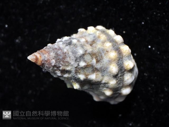 顆粒玉黍螺藏品圖，第3張