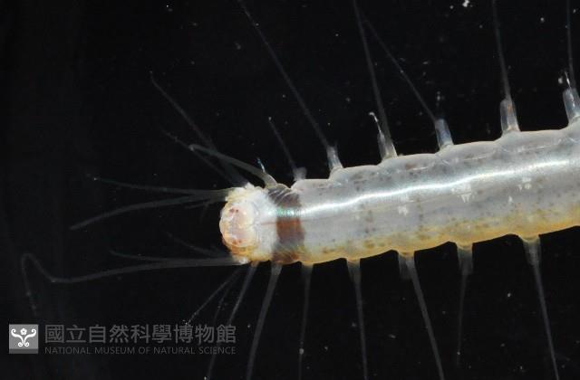 未知種海女蟲藏品圖，第3張