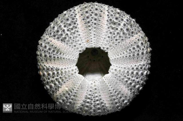 紫海膽藏品圖，第3張