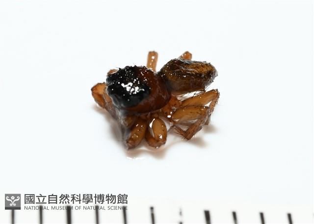 安德遜蠅虎藏品圖，第3張