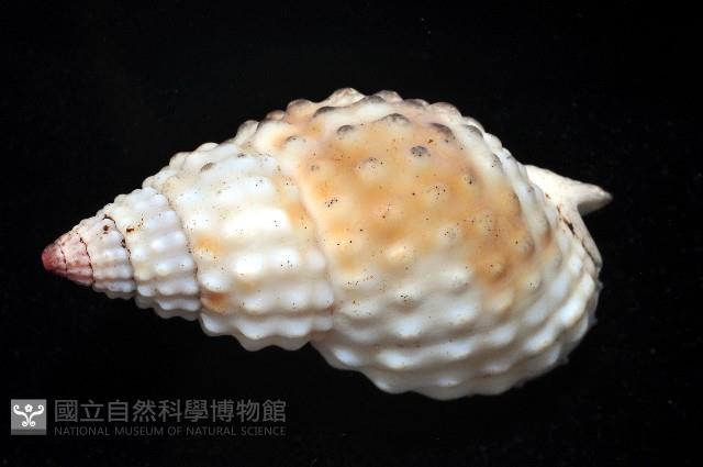 疣織紋螺藏品圖，第3張