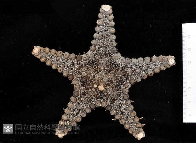 玉緣棘角海星(紫氏麗海星)藏品圖，第3張