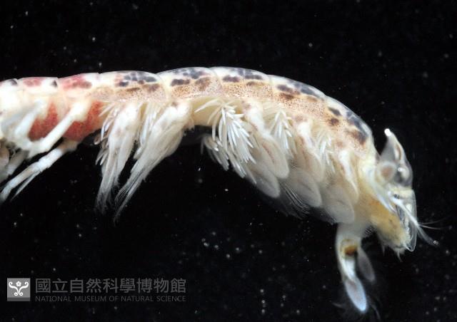 豹斑幼嫩蝦蛄藏品圖，第3張