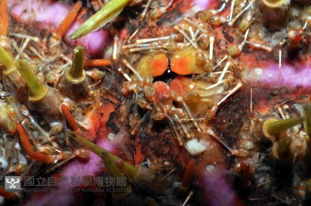 斑腔海膽藏品圖，第3張