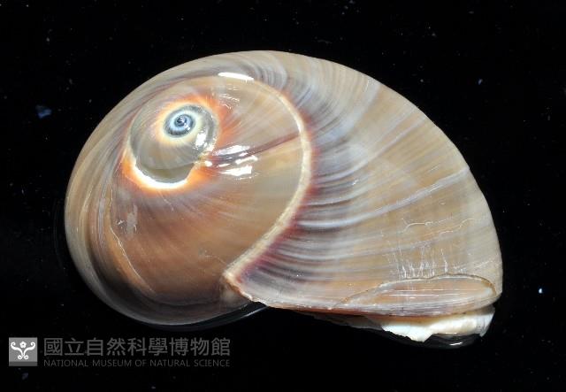 大玉螺藏品圖，第3張