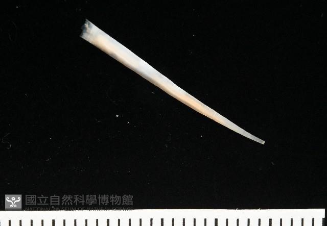 未知種象牙貝藏品圖，第3張