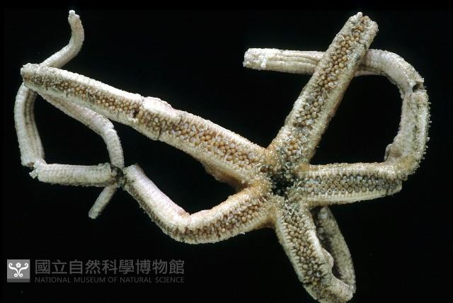 未知種正海星藏品圖，第3張