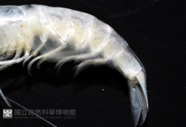 西表島新米蝦藏品圖，第3張