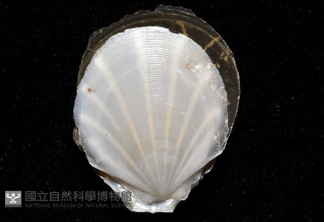 光芒海扇蛤藏品圖，第3張