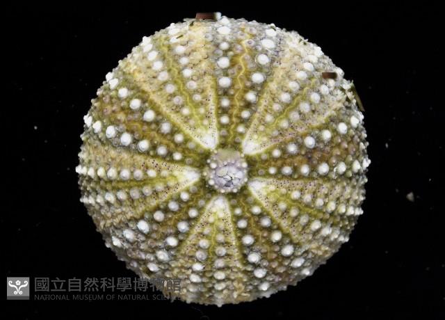 馬糞海膽藏品圖，第3張