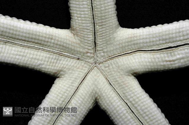 藍指海星藏品圖，第3張