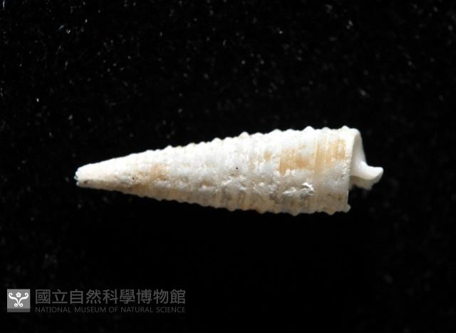 重疊錐折螺藏品圖，第3張