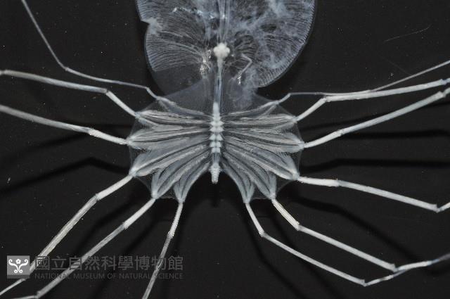 未知種礁岩扇蝦藏品圖，第3張