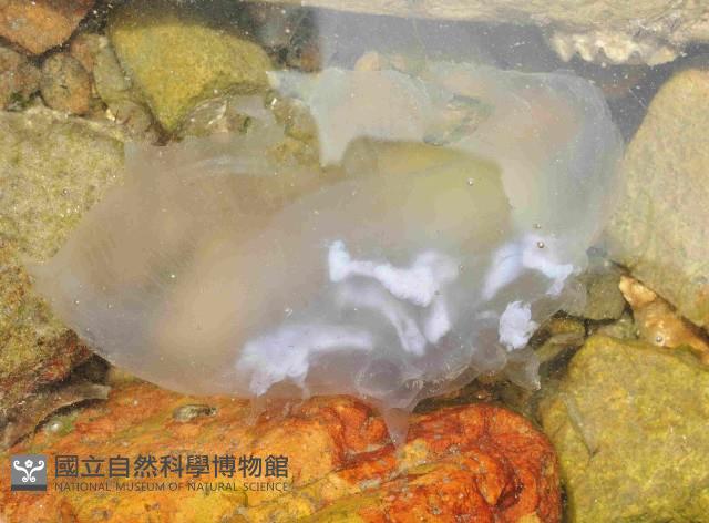 未知種海月水母藏品圖，第3張