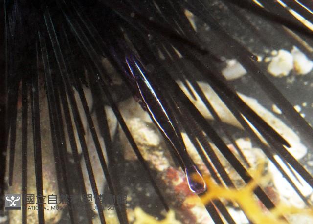 共棲蓋隱蝦(海膽針蝦)藏品圖，第3張