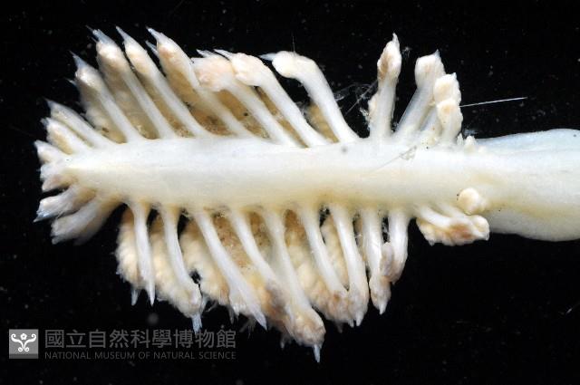 未知種棘海鰓藏品圖，第3張