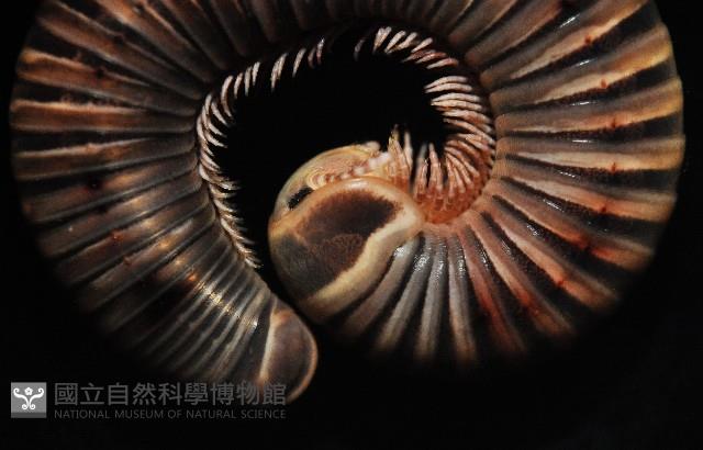 黑白山蛩藏品圖，第3張