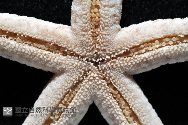 顆粒蛇海星藏品圖，第3張