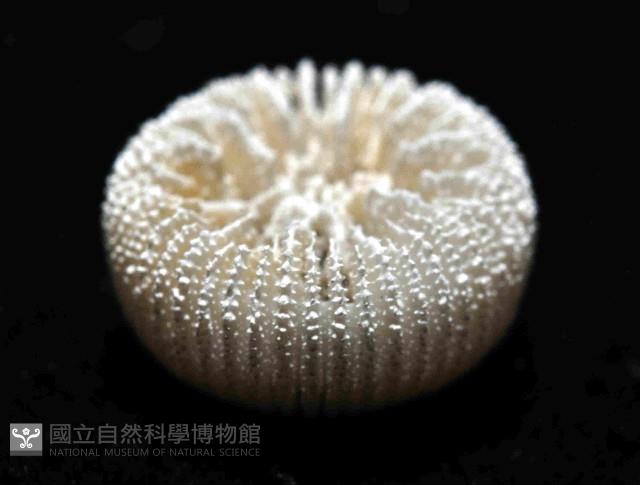 東方角葵珊瑚(暫譯)藏品圖，第3張